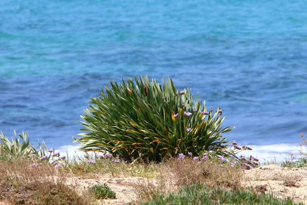 Erba Verde Fiori Sulle Rive Del Mar Mediterraneo Nel Nord — Foto Stock