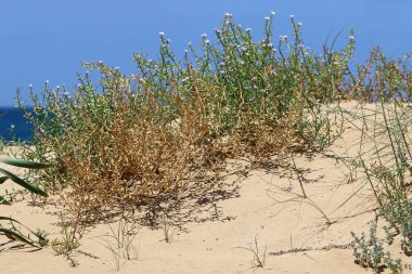 İsrail 'in kuzeyindeki Akdeniz kıyılarında yeşil çimenler ve çiçekler 