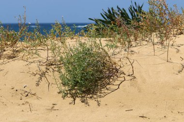 İsrail 'in kuzeyindeki Akdeniz kıyılarında yeşil çimenler ve çiçekler 