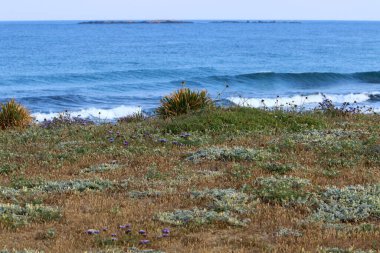 İsrail 'in kuzeyindeki Akdeniz kıyılarında yeşil çimenler ve çiçekler 