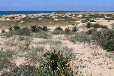 İsrail 'in kuzeyindeki Akdeniz kıyılarında yeşil çimenler ve çiçekler 
