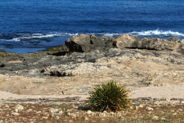 İsrail 'in kuzeyindeki Akdeniz kıyılarında yeşil çimenler ve çiçekler 