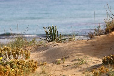 İsrail 'in kuzeyindeki Akdeniz kıyılarında yeşil çimenler ve çiçekler 