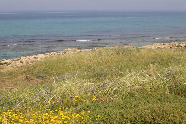 Green Grass Flowers Shores Mediterranean Sea North Israel — Stock Photo, Image
