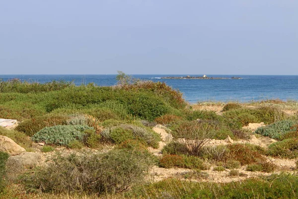 Herbe Verte Fleurs Sur Les Rives Mer Méditerranée Dans Nord — Photo