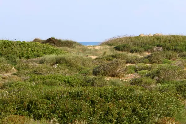 Erba Verde Fiori Sulle Rive Del Mar Mediterraneo Nel Nord — Foto Stock