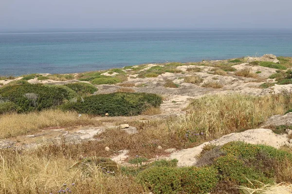 Relva Verde Flores Nas Margens Mar Mediterrâneo Norte Israel — Fotografia de Stock