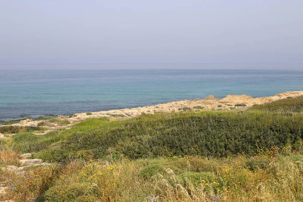 Erba Verde Fiori Sulle Rive Del Mar Mediterraneo Nel Nord — Foto Stock