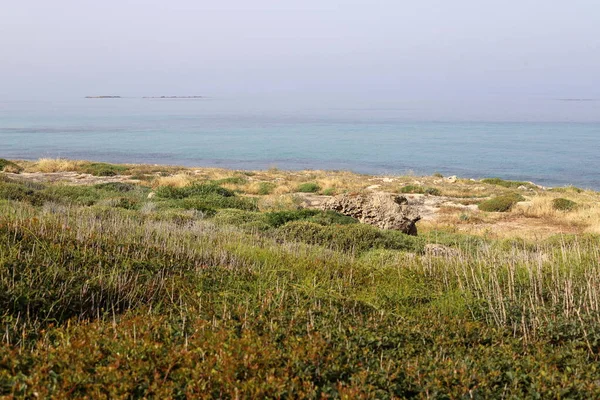 Srail Kuzeyindeki Akdeniz Kıyılarında Yeşil Çimenler Çiçekler — Stok fotoğraf