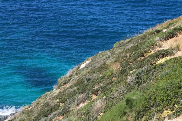 Erba Verde Fiori Sulle Rive Del Mar Mediterraneo Nel Nord — Foto Stock