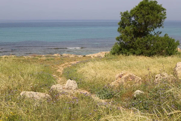 Green Grass Flowers Shores Mediterranean Sea North Israel — Stock Photo, Image
