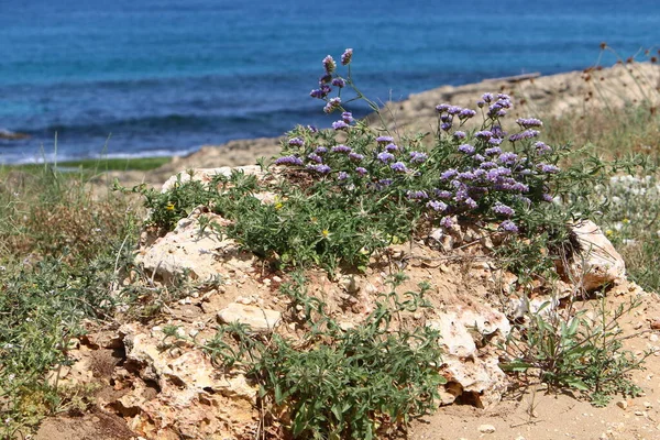 Relva Verde Flores Nas Margens Mar Mediterrâneo Norte Israel — Fotografia de Stock
