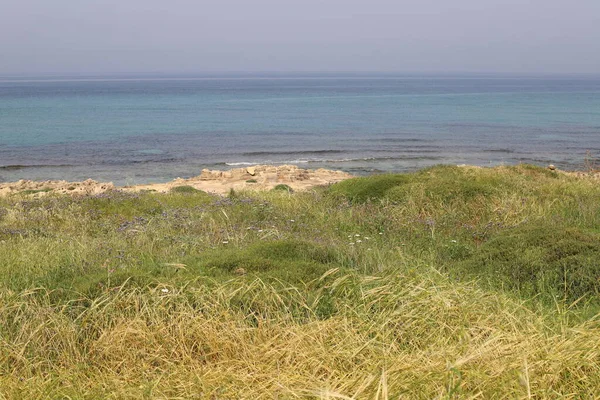 Зелена Трава Квіти Березі Середземного Моря Півночі Ізраїлю — стокове фото