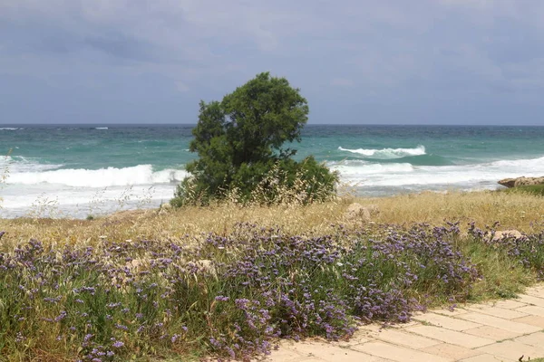 İsrail 'in kuzeyindeki Akdeniz kıyılarında yeşil çimenler ve çiçekler 