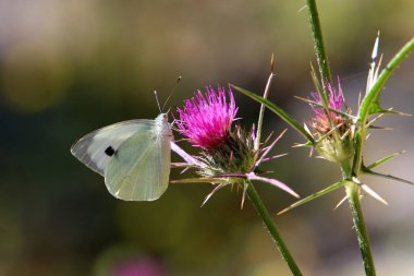 Renkli bir kelebek uzun otların içinde bir çiçeğe oturur ve tatlı nektar içer. İsrail 'de yaz 