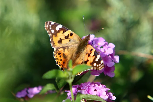 Кольоровий Метелик Сидить Квітці Високій Траві Солодкий Нектар Літо Ізраїлі — стокове фото
