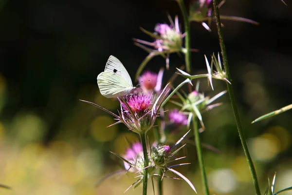 Colored Butterfly Sits Flower Tall Grass Drinks Sweet Nectar Summer — Stock Photo, Image