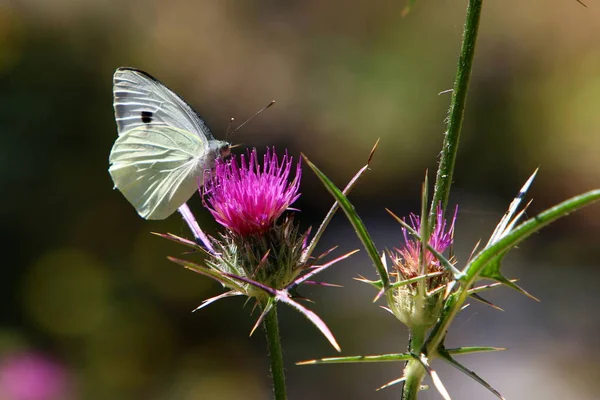 Colored Butterfly Sits Flower Tall Grass Drinks Sweet Nectar Summer — Stock Photo, Image