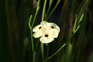 Parkta iki renkli Dietes çiçek açar - yeşil çimenlerin üzerinde beyaz çiçek. İsrail 'de sıcak yaz 
