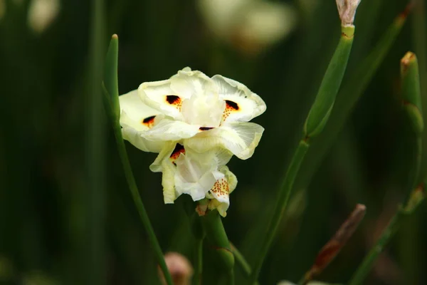 Diètes Bicolores Fleurit Dans Parc Fleur Blanche Sur Fond Herbe — Photo