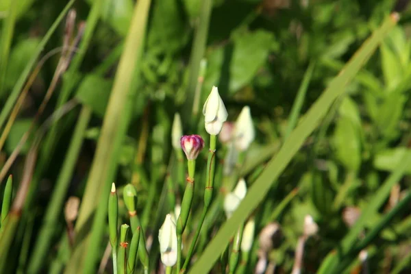 Due Colori Diete Fiorisce Nel Parco Fiore Bianco Uno Sfondo — Foto Stock