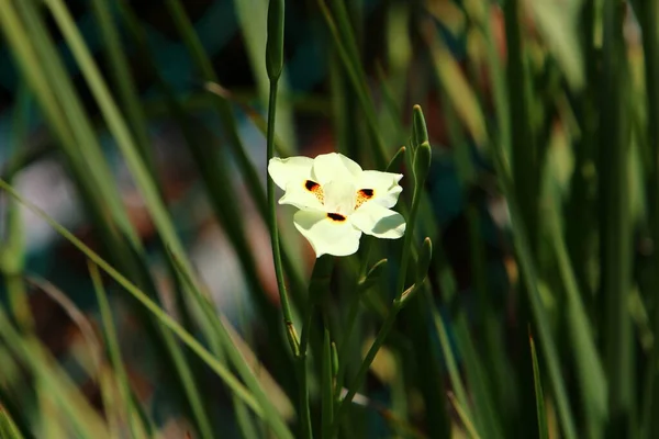 公園では2色のダイエットが咲きます 緑の草の背景に白い花 イスラエルの暑い夏 — ストック写真