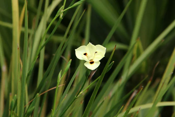 公園では2色のダイエットが咲きます 緑の草の背景に白い花 イスラエルの暑い夏 — ストック写真