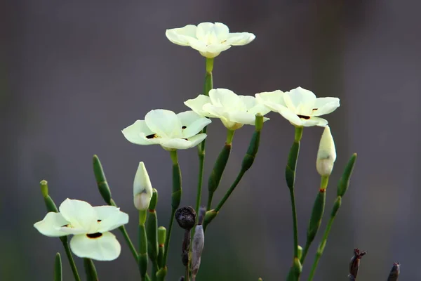 Diètes Bicolores Fleurit Dans Parc Fleur Blanche Sur Fond Herbe — Photo