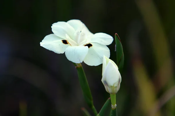 Diètes Bicolores Fleurit Dans Parc Fleur Blanche Sur Fond Herbe — Photo