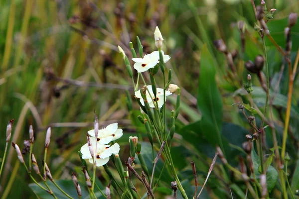 Due Colori Diete Fiorisce Nel Parco Fiore Bianco Uno Sfondo — Foto Stock