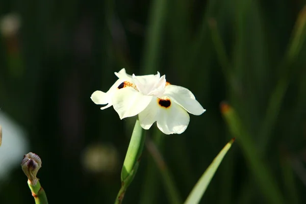 Diètes Bicolores Fleurit Dans Parc Fleur Blanche Sur Fond Herbe — Photo