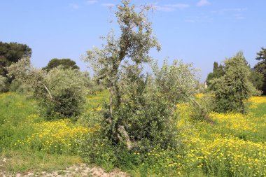 Kuzey İsrail 'deki bir şehir parkında kasımpatılar çiçek açıyor. İsrail 'de harika bir yaz 
