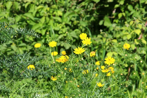 Crisântemos Estão Florescendo Uma Clareira Parque Cidade Norte Israel Grande — Fotografia de Stock