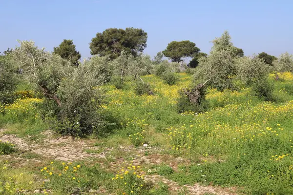 Kuzey İsrail 'deki bir şehir parkında kasımpatılar çiçek açıyor. İsrail 'de harika bir yaz 