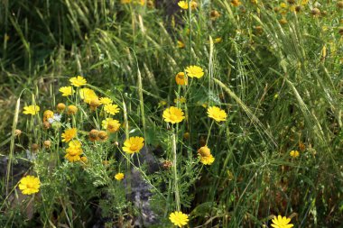 Kuzey İsrail 'deki bir şehir parkında kasımpatılar çiçek açıyor. İsrail 'de harika bir yaz 