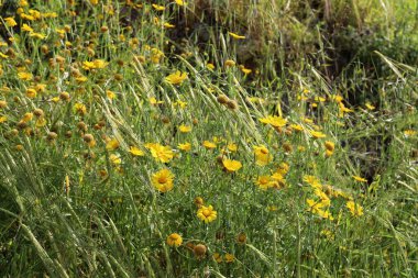 Kuzey İsrail 'deki bir şehir parkında kasımpatılar çiçek açıyor. İsrail 'de harika bir yaz 