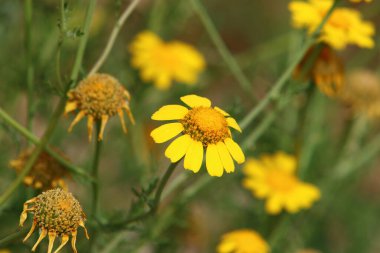 Kuzey İsrail 'deki bir şehir parkında kasımpatılar çiçek açıyor. İsrail 'de harika bir yaz 