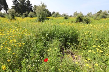 Kuzey İsrail 'deki bir şehir parkında kasımpatılar çiçek açıyor. İsrail 'de harika bir yaz 