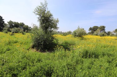 Kuzey İsrail 'deki bir şehir parkında kasımpatılar çiçek açıyor. İsrail 'de harika bir yaz 