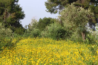 Kuzey İsrail 'deki bir şehir parkında kasımpatılar çiçek açıyor. İsrail 'de harika bir yaz 