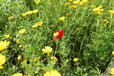 Kuzey İsrail 'deki bir şehir parkında kasımpatılar çiçek açıyor. İsrail 'de harika bir yaz 