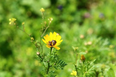 Kuzey İsrail 'deki bir şehir parkında kasımpatılar çiçek açıyor. İsrail 'de harika bir yaz 