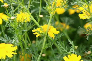 Kuzey İsrail 'deki bir şehir parkında kasımpatılar çiçek açıyor. İsrail 'de harika bir yaz 
