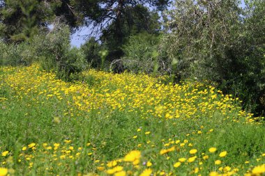 Kuzey İsrail 'deki bir şehir parkında kasımpatılar çiçek açıyor. İsrail 'de harika bir yaz 