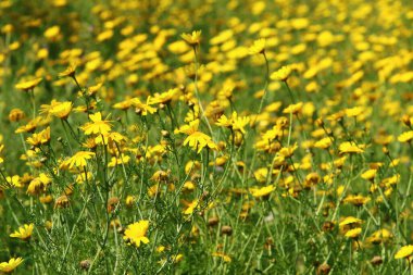 Kuzey İsrail 'deki bir şehir parkında kasımpatılar çiçek açıyor. İsrail 'de harika bir yaz 