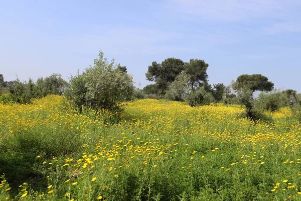 Kuzey İsrail 'deki bir şehir parkında kasımpatılar çiçek açıyor. İsrail 'de harika bir yaz 