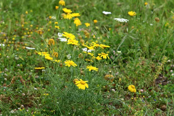 Krysantemum Blommar Glänta Stadspark Norra Israel Fantastisk Sommar Israel — Stockfoto