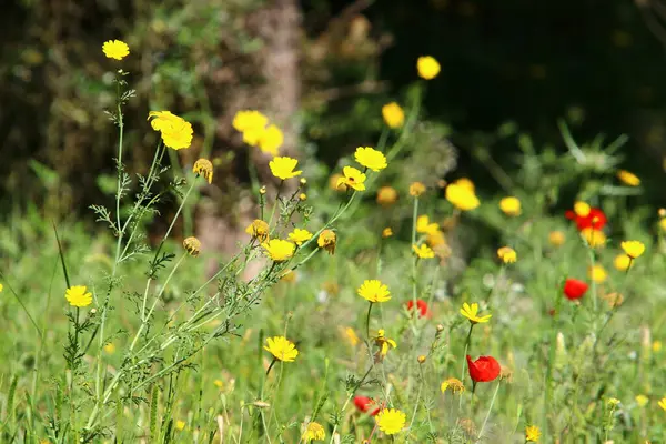 Krysantemum Blommar Glänta Stadspark Norra Israel Fantastisk Sommar Israel — Stockfoto