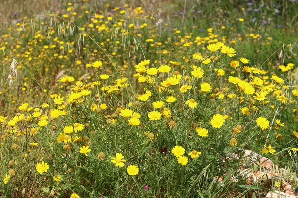 Crisântemos Estão Florescendo Uma Clareira Parque Cidade Norte Israel Grande — Fotografia de Stock