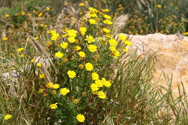 Krysantemum Blommar Glänta Stadspark Norra Israel Fantastisk Sommar Israel — Stockfoto